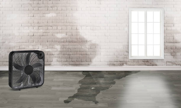 Best Water damage cleanup near me  in Streetsboro, OH